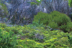View on a hike at the North Cape near Manly in Sydney, Australia