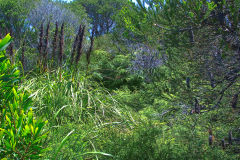 View on a hike at the North Cape near Manly in Sydney, Australia