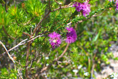 View on a hike at the North Cape near Manly in Sydney, Australia