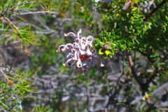 View on a hike at the North Cape near Manly in Sydney, Australia