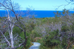 View on a hike at the North Cape near Manly in Sydney, Australia