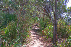 View of a short hike through the Royal National Park south of Sydney, Australia