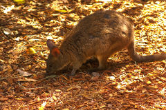 Kangaroos at the Featherdale Wildlife Park in Blacktown near Sydney, Australia