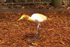 An unknown bird at the Featherdale Wildlife Park in Blacktown near Sydney, Australia