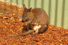 Kangaroos at the Featherdale Wildlife Park in Blacktown near Sydney, Australia