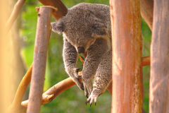 A Koala at the Featherdale Wildlife Park in Blacktown near Sydney, Australia