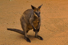 Kangaroos at the Featherdale Wildlife Park in Blacktown near Sydney, Australia