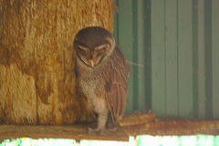 An Owl at the Featherdale Wildlife Park in Blacktown near Sydney, Australia
