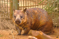 A wombat at the Featherdale Wildlife Park in Blacktown near Sydney, Australia