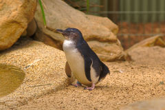 A little penguin at the Featherdale Wildlife Park in Blacktown near Sydney, Australia