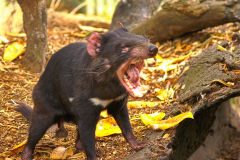 A Tasmanian Devil at the Featherdale Wildlife Park in Blacktown near Sydney, Australia