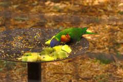 A unknown bird at the Featherdale Wildlife Park in Blacktown near Sydney, Australia