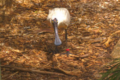 A unknown bird at the Featherdale Wildlife Park in Blacktown near Sydney, Australia