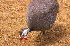 A unknown bird at the Featherdale Wildlife Park in Blacktown near Sydney, Australia