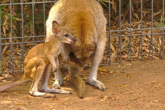 A Kangaroo at the Featherdale Wildlife Park in Blacktown near Sydney, Australia