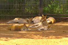 A Kangaroo at the Featherdale Wildlife Park in Blacktown near Sydney, Australia