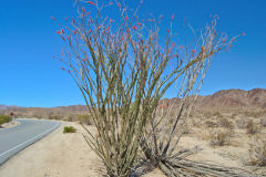 Landscape in the Joshua Tree National Park, California, USA