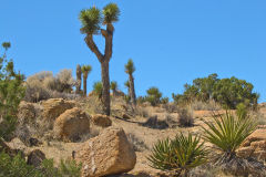 Landscape in the Joshua Tree National Park, California, USA