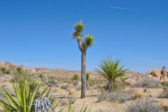 Landscape in the Joshua Tree National Park, California, USA