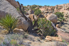 Landscape in the Joshua Tree National Park, California, USA