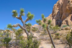 Landscape in the Joshua Tree National Park, California, USA