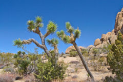 Landscape in the Joshua Tree National Park, California, USA