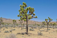 Landscape in the Joshua Tree National Park, California, USA