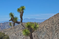 Landscape in the Joshua Tree National Park, California, USA