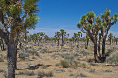 Landscape in the Joshua Tree National Park, California, USA