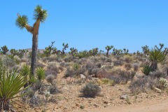 Landscape in the Joshua Tree National Park, California, USA