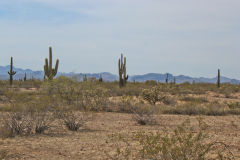 Landscape in the White Tank Mountain Regional Park near Phoenix, Arizona, USA