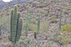 Landscape in the White Tank Mountain Regional Park near Phoenix, Arizona, USA