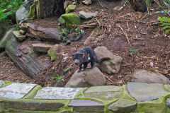 A Tasmanian Devil in the Tasmanian Devil UnZoo Tasmanian on Tasman Peninsula.