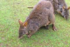 A kangaroo in Tasman Devil Unzoo on Tasman Peninsula Tasmania.