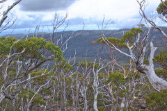 Landscape with Eucalyptus trees near Rodway Range in Mount Field National Park Tasmania