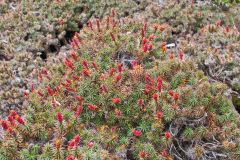 Flowering plant near Rodway Range in Mount Field National Park Tasmania