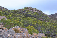 Eucalyptus tress near Rodway Range in Mount Field National Park Tasmania