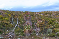 Giant Grass Tree (Richea pandanifolia) on Roadway Range in Mount Field National Park Tasmania