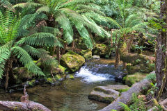 Water fall in Mount Field National Park Tasmania