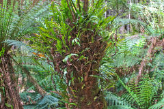 Plants in Mount Field National Park Tasmania