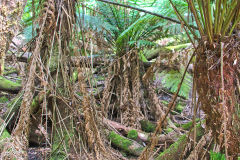 Fern tree forest in Mount Field National Park Tasmania