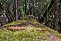 A tree with moss in Mount Field National Park Tasmania