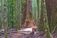Giant eucalyptus (Eucalyptus regans) in Mount Field National Park Tasmania