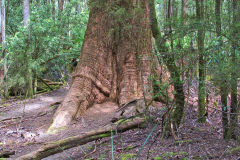 Giant eucalyptus (Eucalyptus regans) in Mount Field National Park Tasmania