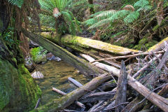 Fern tree forest in Mount Field National Park Tasmania