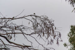 A bird at Heimat Chalets New Norfolk in Tasmania