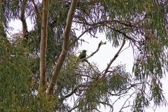 A bird at Heimat Chalets New Norfolk in Tasmania