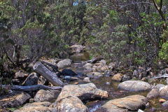 A river in Mount Field National Park Tasmania