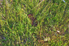 A snake at Heimat Chalets New Norfolk in Tasmania