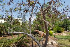 Strange tree in the Botanical Garden in Darwin Australia 2019